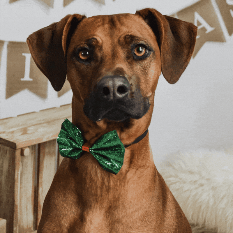 Produktbild von Personalisierte Geschenke Für Hundebesitzer - 3D Hunde Figur Hologramm